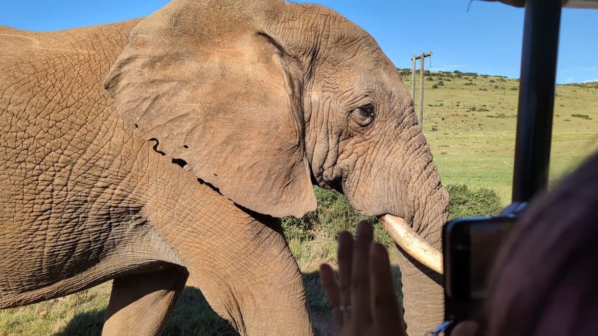 Addo Elephant National Park