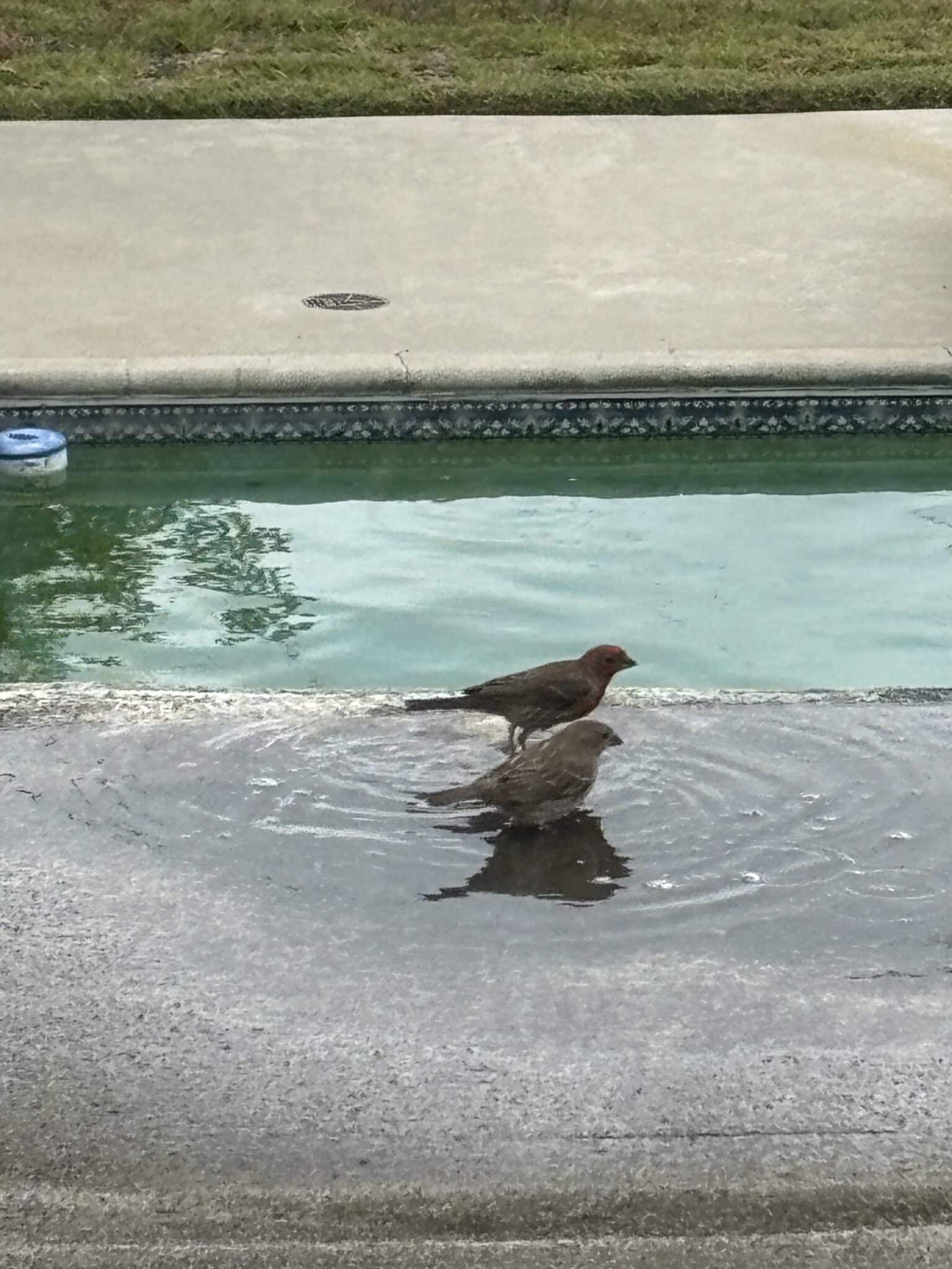 Bird pool